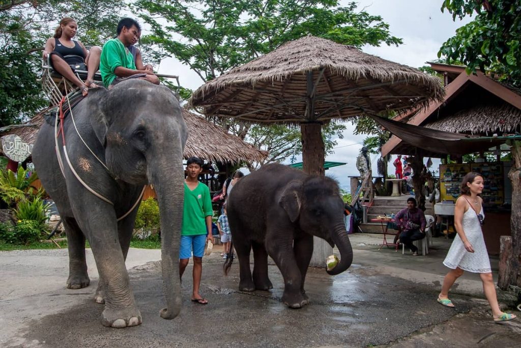 elephant calf eating coconut and tourists riding elephant 08102022