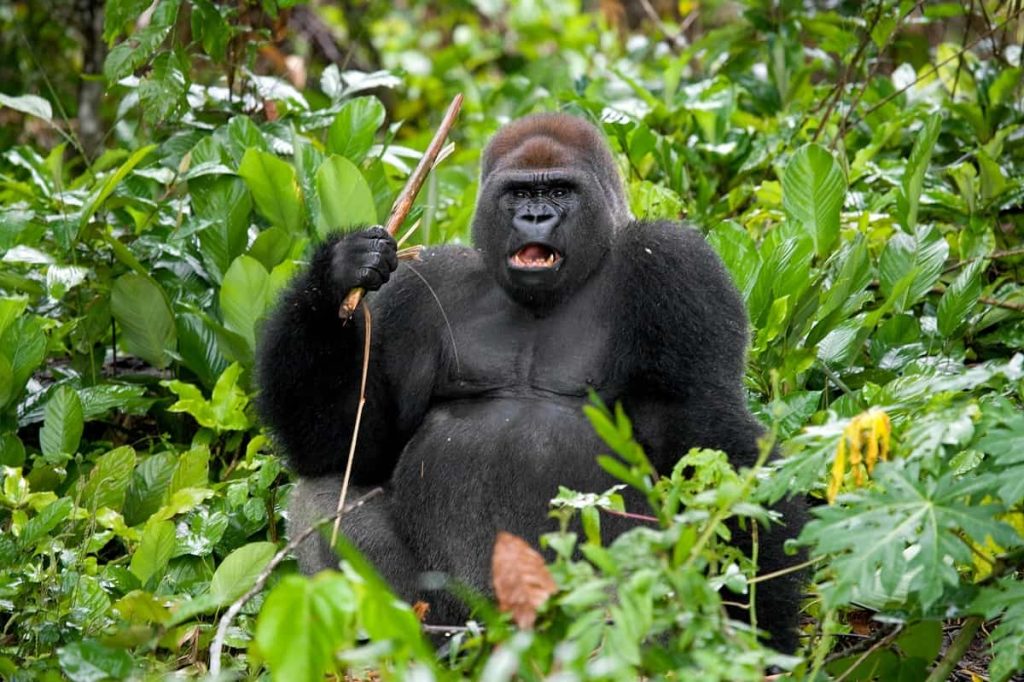 gorilla sitting in forest 08102022