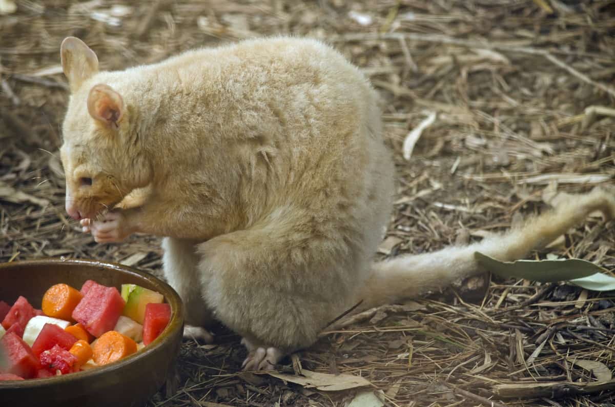 Do Possums Eat Strawberries? (Answered) Animal Quarters