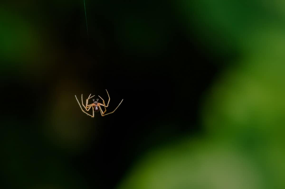Can Spiders Die from Falling? Spiders Surviving Terminal Velocity