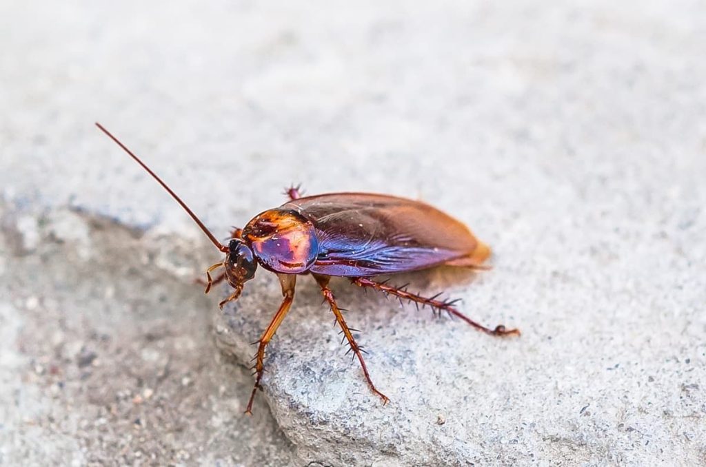 cockroach 26 11 2022