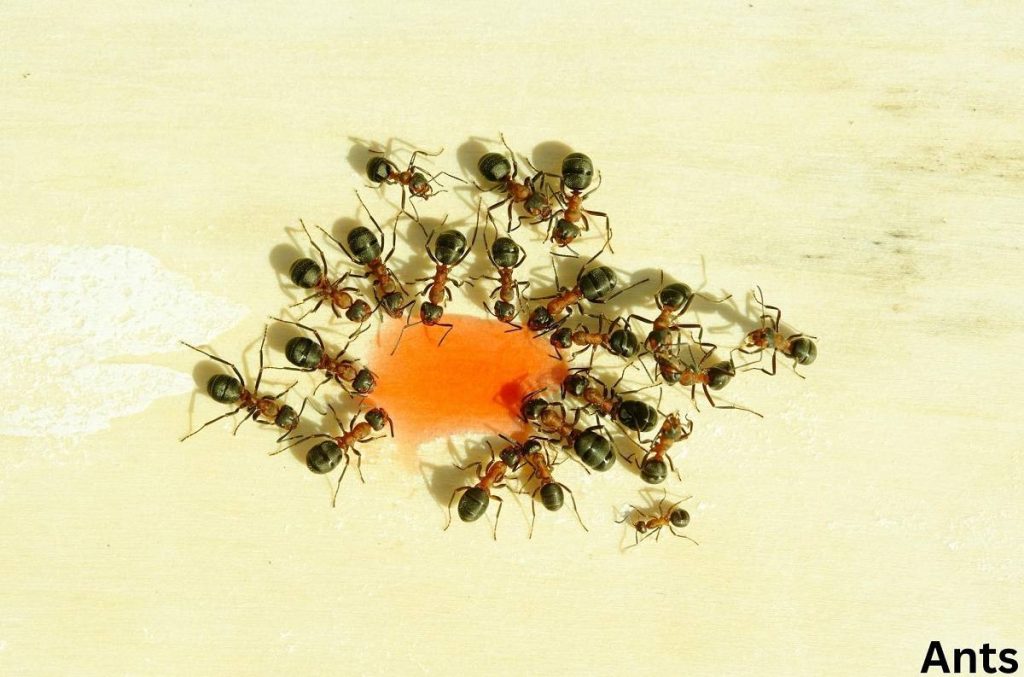 do ants eat carrots 05 11 2022