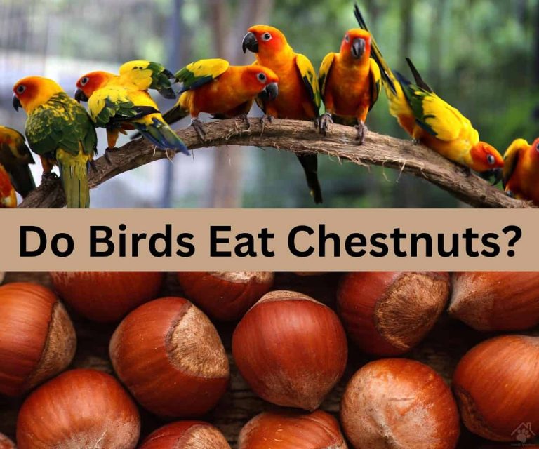 Do Birds Eat Chestnuts? (Eg. Parrots, Cockatiels & Is It Healthy
