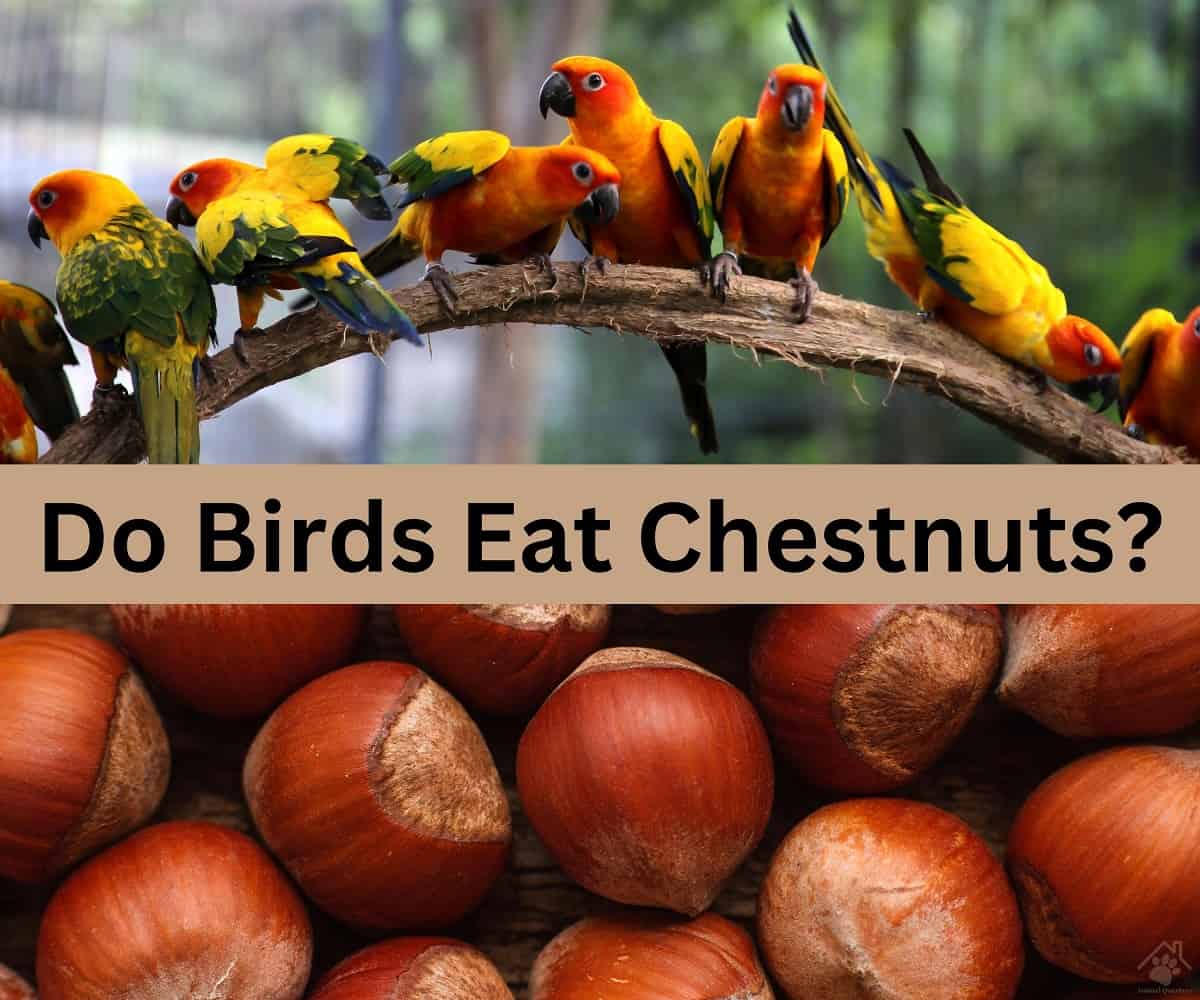 Do Birds Eat Chestnuts? (Eg. Parrots, Cockatiels & Is It Healthy