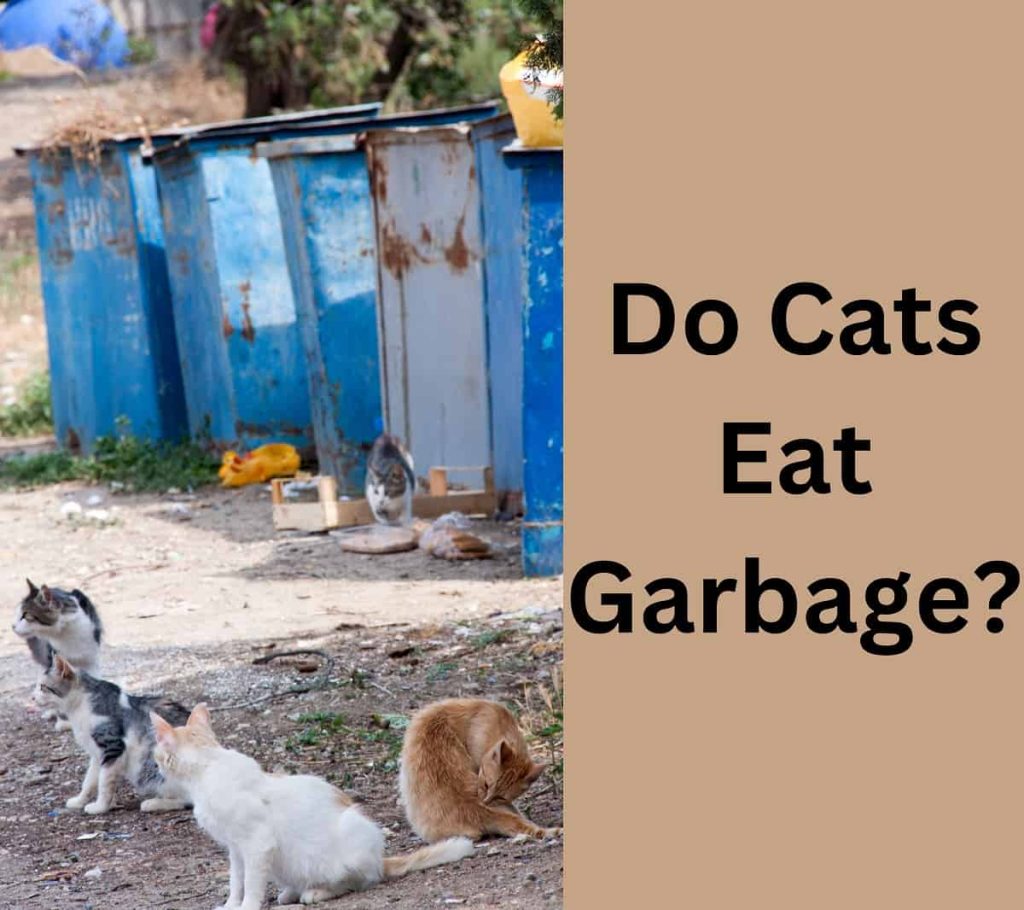 Cats Eating Garbage | Do Cats Eat Trash? - Animal Quarters