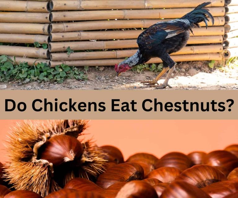 Do Chickens Eat Chestnuts? (Explained) Animal Quarters