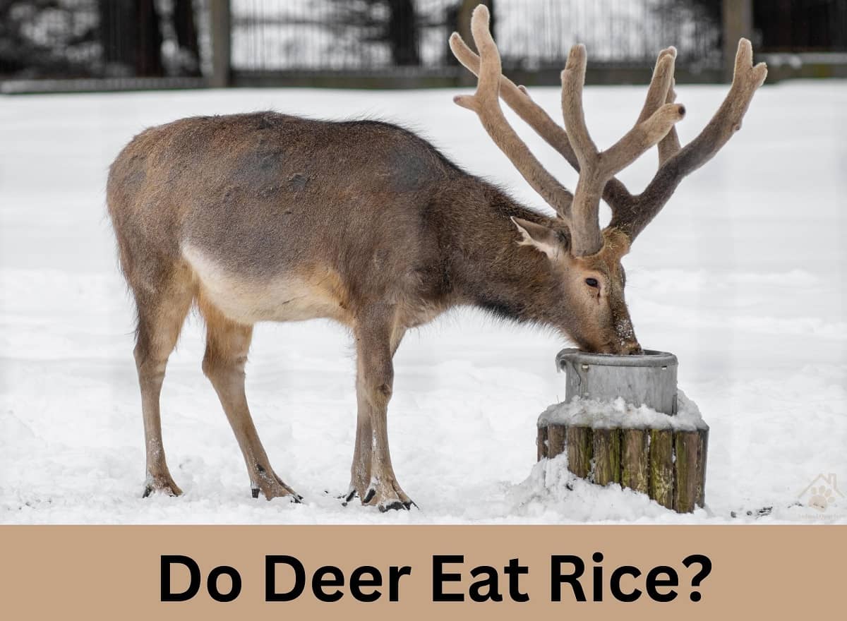 Do Deer Eat Rice? (Explained) Animal Quarters