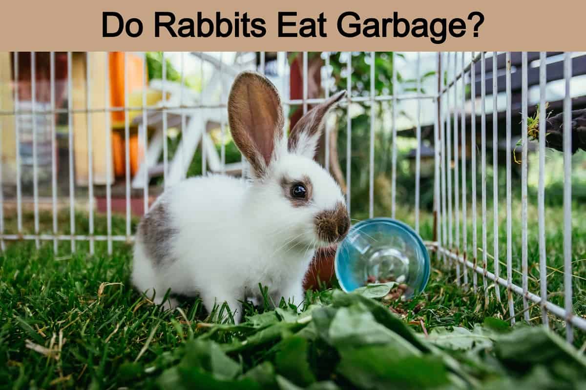 Do Rabbits Eat Garbage? What You Need to Know Animal Quarters
