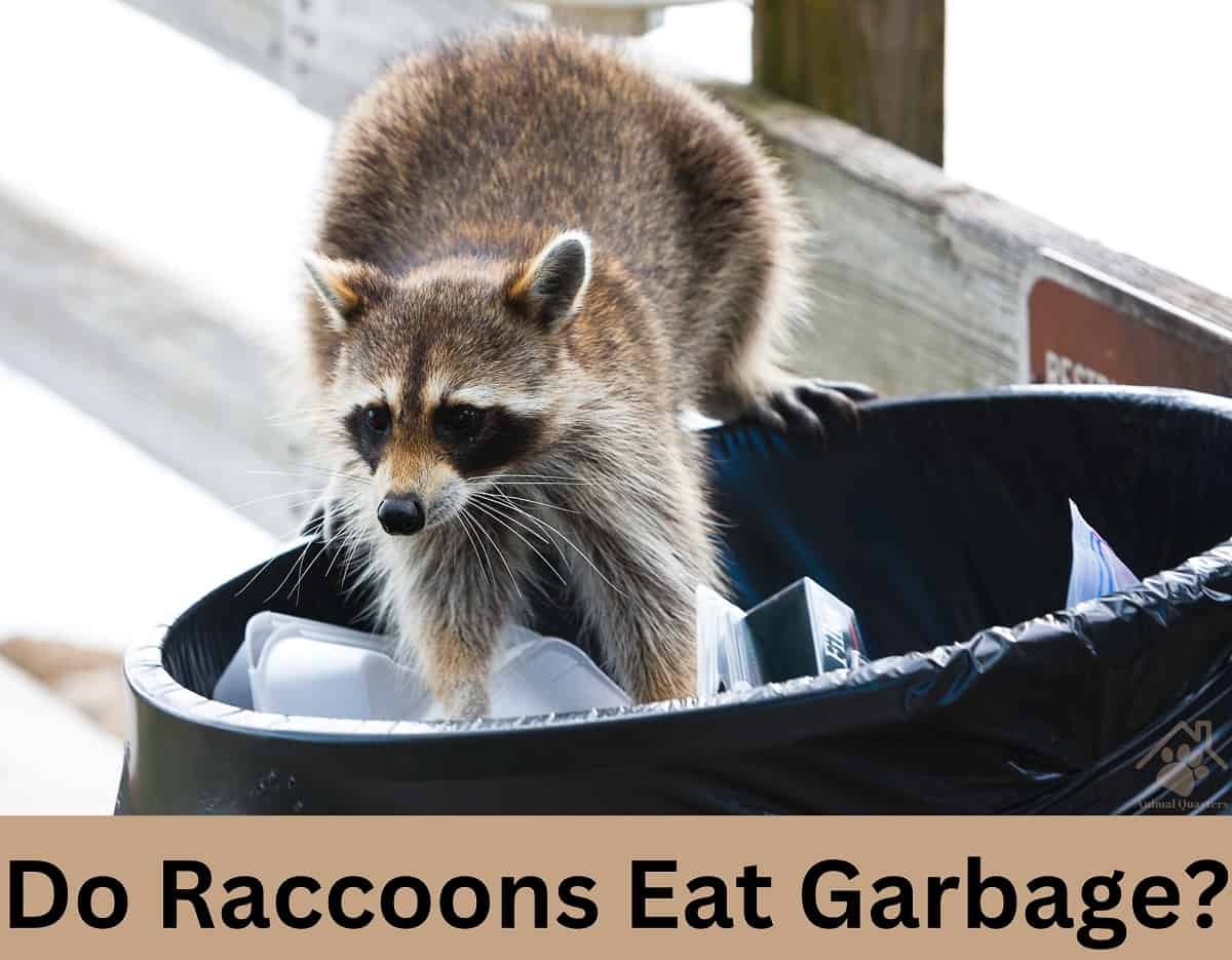 Do Raccoons Eat Garbage? (Quick Answer) Animal Quarters