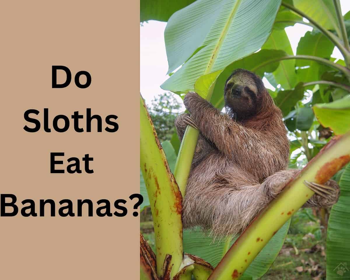 Do Sloths Eat Bananas? (Quick Answer) - Animal Quarters